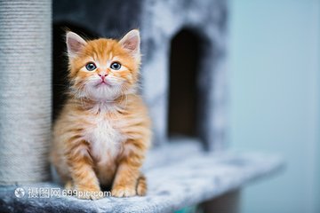 Ethereum钱包苹果版